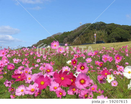 遠賀川河川敷　秋桜 59207615