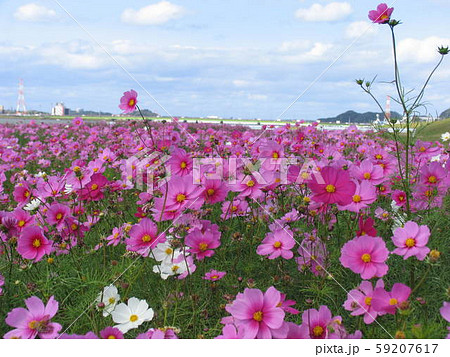 秋桜の写真素材