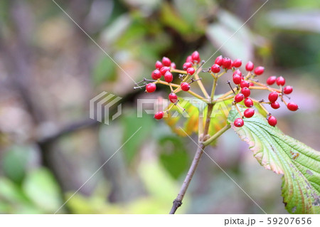 小さい秋 赤い実の写真素材
