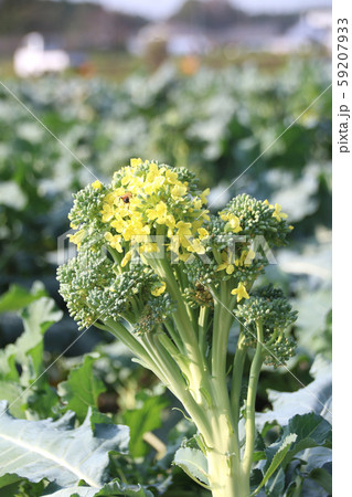 ブロッコリーの花 ブロッコリーの花 59207933
