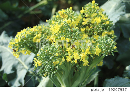 ブロッコリーの花 59207937