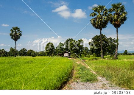 paddy rice fields and farmer hut 59208458