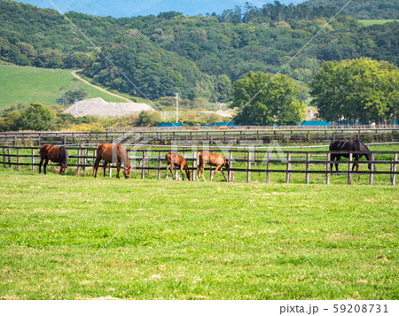 北海道 サラブレッド 競走馬 放牧風景の写真素材