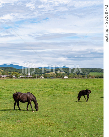 北海道 サラブレッド 競走馬 放牧風景の写真素材