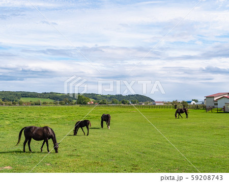 北海道日高の広大な草原に広がる競走馬の放牧地帯 北海道日高の広大な草原に広がる競走馬の放牧地帯 59208743