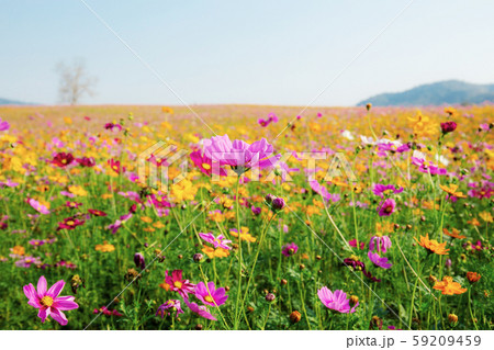 Cosmos in field with sky. Cosmos in field with sky. 59209459