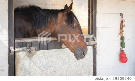 horse standing in a stable on a sunny day 59209540