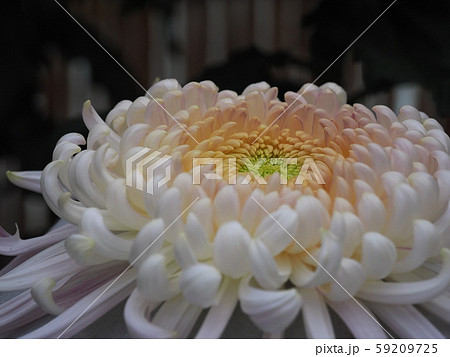 大輪菊 59209725