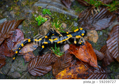 fire salamander or Salamandra salamandra fire salamander or Salamandra salamandra 59209727