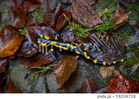fire salamander or Salamandra salamandra fire salamander or Salamandra salamandra 59209728