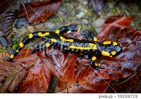 fire salamander or Salamandra salamandra fire salamander or Salamandra salamandra 59209729