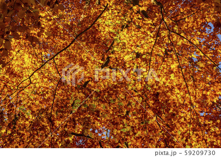 Autumn foliage golden leaves as texture or Autumn foliage golden leaves as texture or 59209730