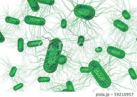 大腸菌のイラスト コンピューターグラフィック 白バック のイラスト素材