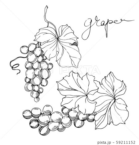 Vector Grape berry healthy food. Black and white engraved ink art. Isolated grape illustration 59211152