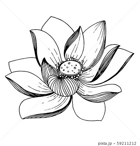Vector Lotus floral botanical flower. Black and white engraved ink art. Isolated lotus illustration Vector Lotus floral botanical flower. Black and white engraved ink art. Isolated lotus illustration 59211212