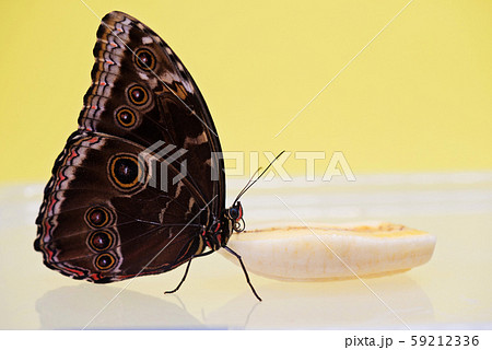 Macro morpho butterfly Macro morpho butterfly 59212336