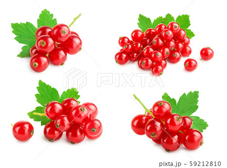 Red currant berries with leaf isolated on white background. Set or collection 59212810