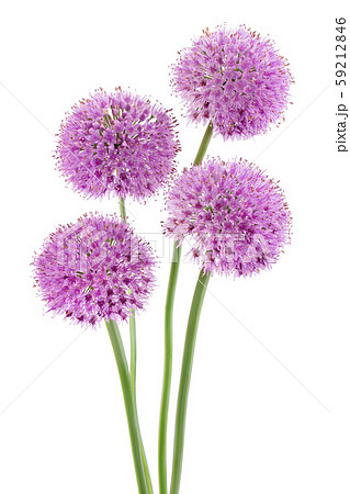 the flower of wild garlic isolated on white background. the flower of wild garlic isolated on white background. 59212846