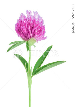 Clover or trefoil flower medicinal herbs isolated on white background 59212862