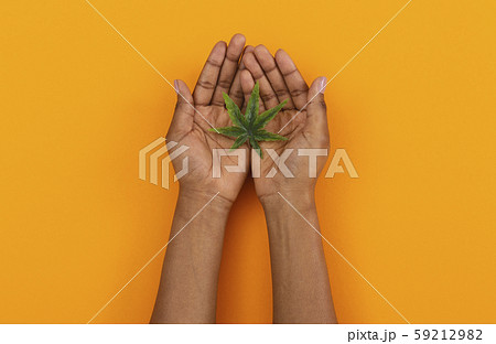 Cannabis leaf in open palms of female over orange background Cannabis leaf in open palms of female over orange background 59212982