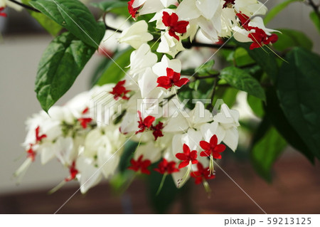 ゲンペイカズラ Harlequin glory bower ゲンペイカズラ Harlequin glory bower 59213125