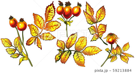 Vector autumn yellow rose hip leaves. Leaf plant botanical garden floral foliage. Isolated 59213884