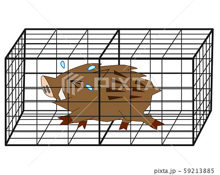 作物を食い荒らすイノシシを捕獲した 作物を食い荒らすイノシシを捕獲した 59213885