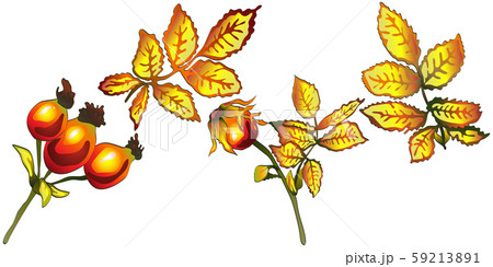 Vector autumn yellow rose hip leaves. Leaf plant botanical garden floral foliage. Isolated 59213891