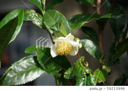 お茶の花 59213996