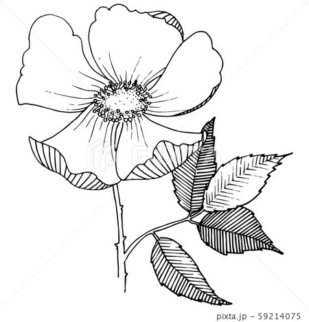 Wild hulthemia rose in a vector style isolated. 59214075
