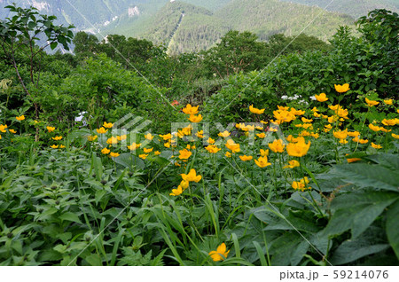 北海道大雪山系の高山植物・チシマキンバイ 59214076