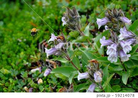 北海道大雪山系の高山植物・イワブクロ 59214078