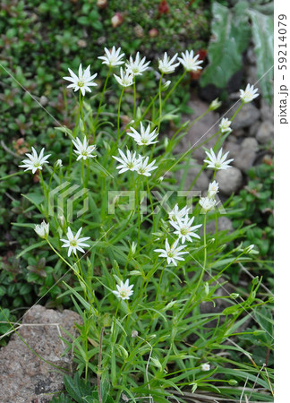 北海道大雪山系の高山植物・エゾイワツメクサ 北海道大雪山系の高山植物・エゾイワツメクサ 59214079