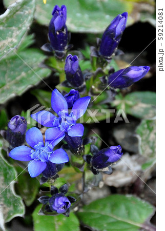 北海道大雪山系の高山植物・リシリリンドウ 59214081