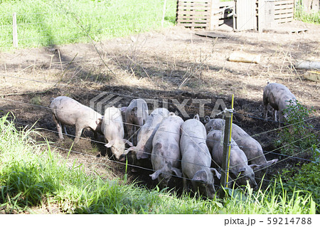 養豚 59214788