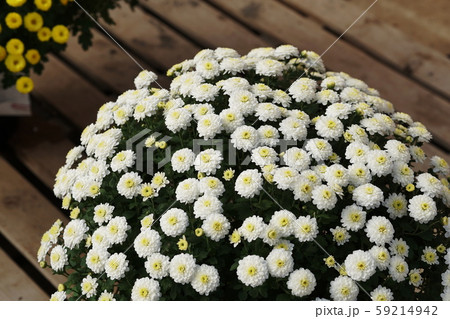 キク   Florists’ daisy 59214942