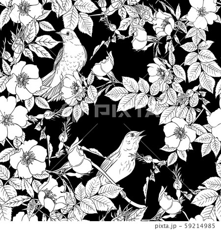 Dog-rose, briar, brier, eglantine, canker-rose. Dog-rose, briar, brier, eglantine, canker-rose. 59214985