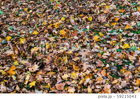 Autumn leaf color is a various shades of red, yellow, purple, black, blue, orange, magenta, and Autumn leaf color is a various shades of red, yellow, purple, black, blue, orange, magenta, and 59215043