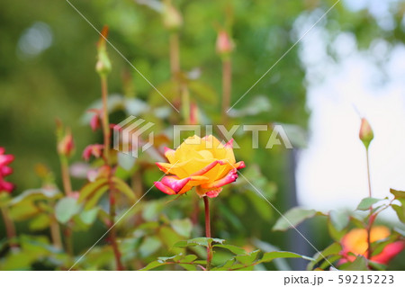 バラの花 マインミュンヘン バラの花 マインミュンヘン 59215223