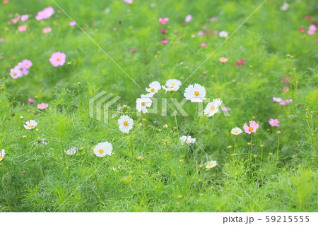 コスモスの花 59215555