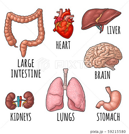 Human anatomy organs. Brain, kidney, heart, liver, Human anatomy organs. Brain, kidney, heart, liver, 59215580