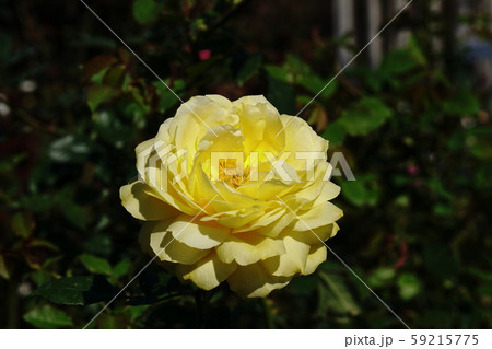 バラ　Rose 59215775