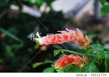 コエビソウ  Justicia brandegeeana 59215779