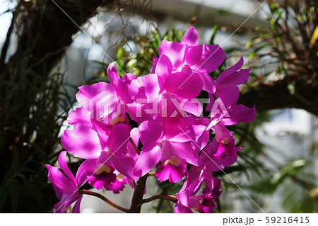 カトレア Cattleya カトレア Cattleya 59216415