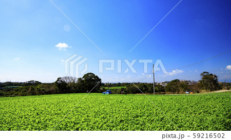 朝の大根畑 59216502