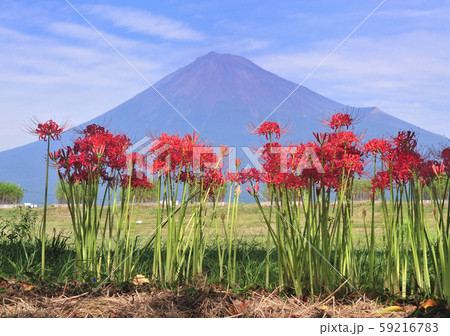彼岸花と富士山-223075 彼岸花と富士山-223075 59216783
