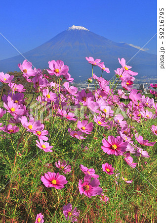 コスモスと富士山-223097 コスモスと富士山-223097 59216795