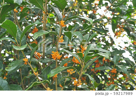 黄色いキンモクセイの花 黄色いキンモクセイの花 59217989