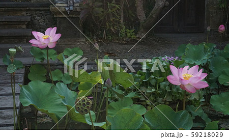 綺麗に咲いたウォーターリリー 綺麗に咲いたウォーターリリー 59218029