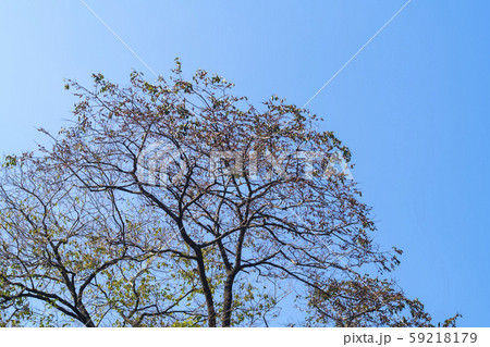 自然 風景 韓国 59218179